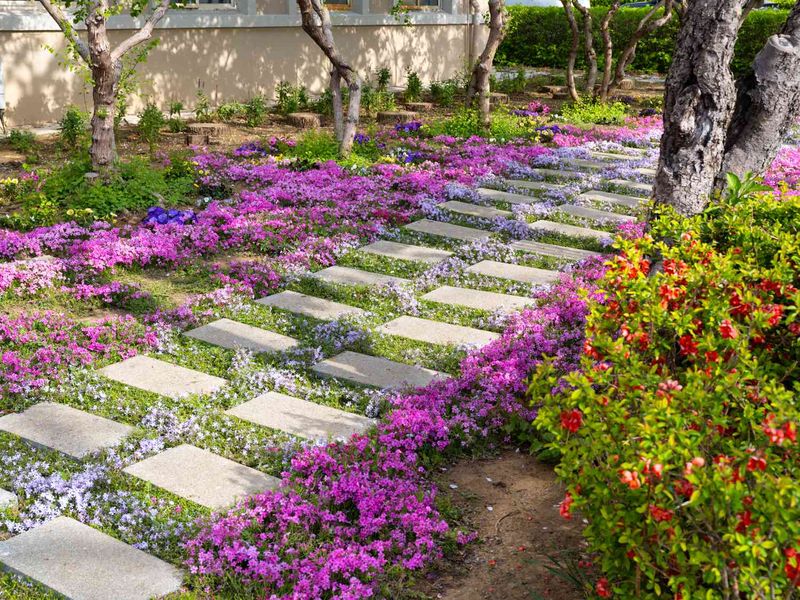 Elfin Thyme (Thymus serpyllum 'Elfin')
