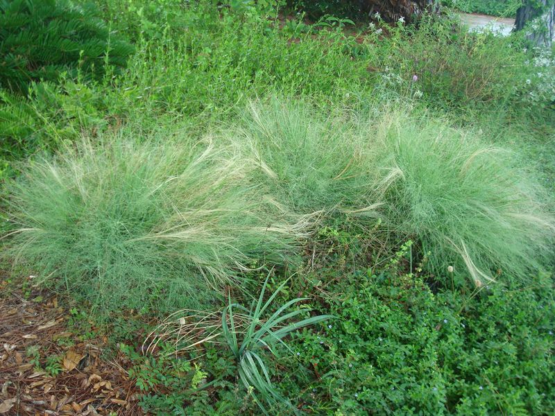 Elliott's Lovegrass