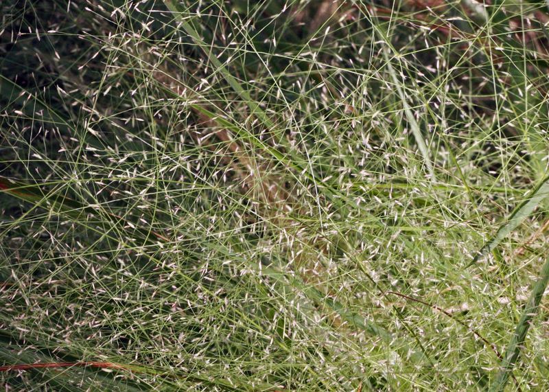 Elliott's Lovegrass Elliott's Lovegrass