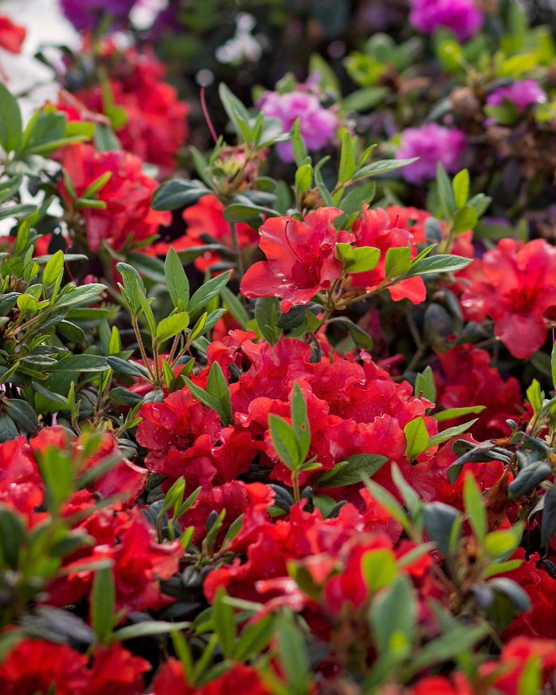Encore Azalea