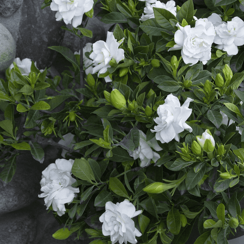 End with a realistic late-summer bloom forecast End with a realistic late-summer bloom forecast