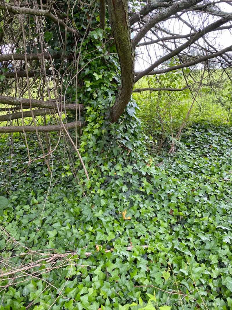English ivy spreads beyond the fence and increases the maintenance burden