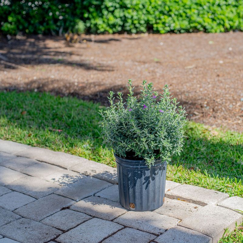Enjoy the Rosemary, Then Check the Doorway Enjoy the Rosemary, Then Check the Doorway