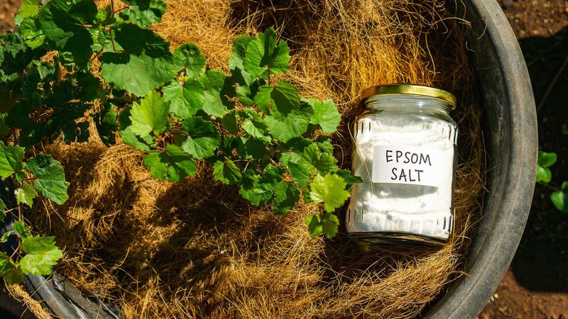 Epsom salt is not an all-purpose tomato fertilizer