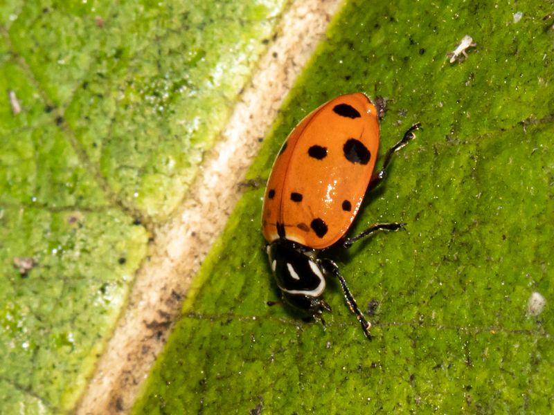 Escalate carefully, and treat purchased beetles as a limited experiment