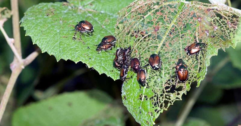 Escalate through IPM when damage justifies action