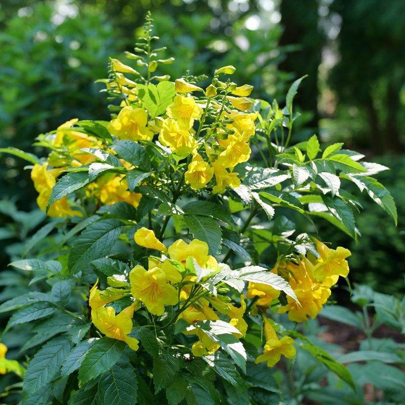 Esperanza complements Knock Out roses rather than replacing them