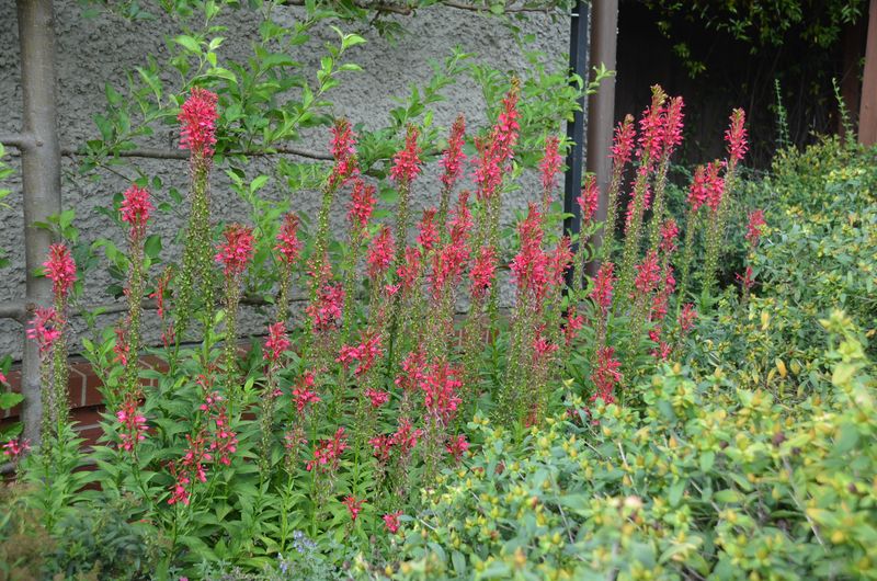 Establish the plant before summer stress