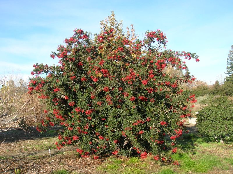 Establish the roots before relying on drought tolerance