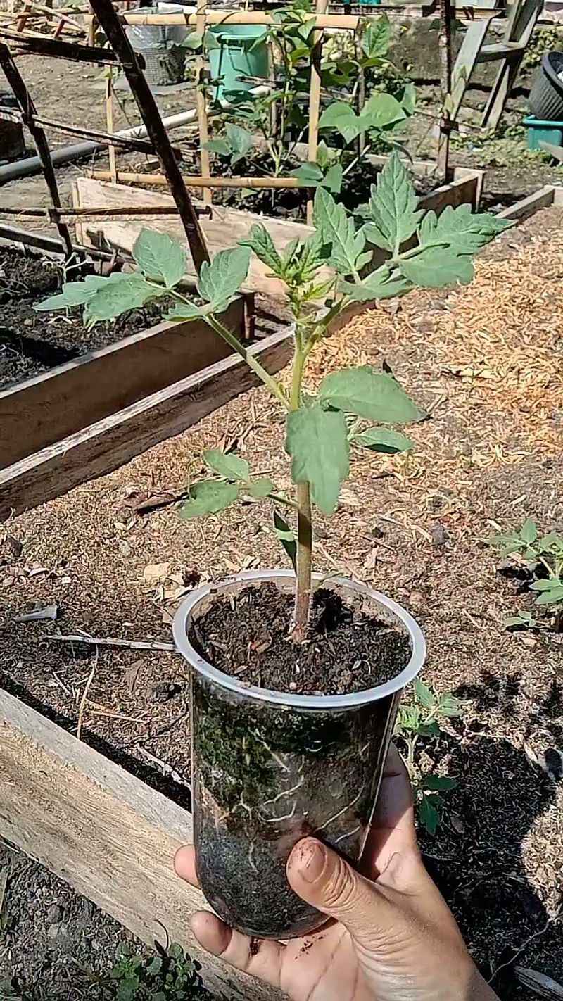 Establish the transplant before asking it to fruit Establish the transplant before asking it to fruit