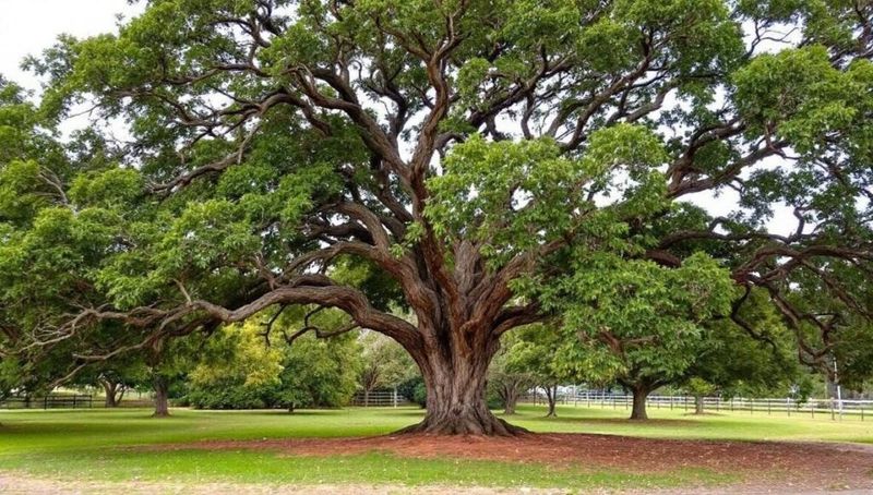 Establish the tree before expecting dry-summer resilience