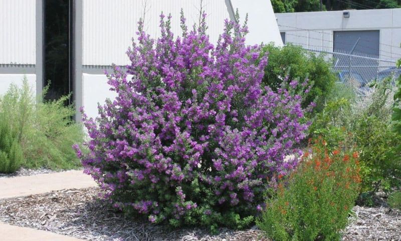 Established Plants Need Little Supplemental Water