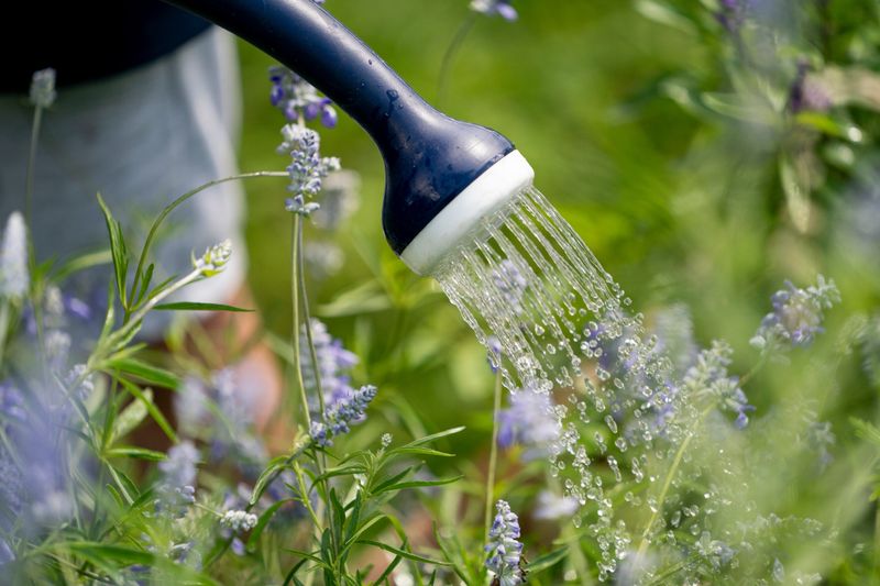 Establishment watering makes drought tolerance useful Establishment watering makes drought tolerance useful