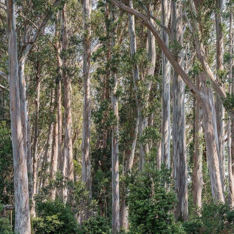 Eucalyptus