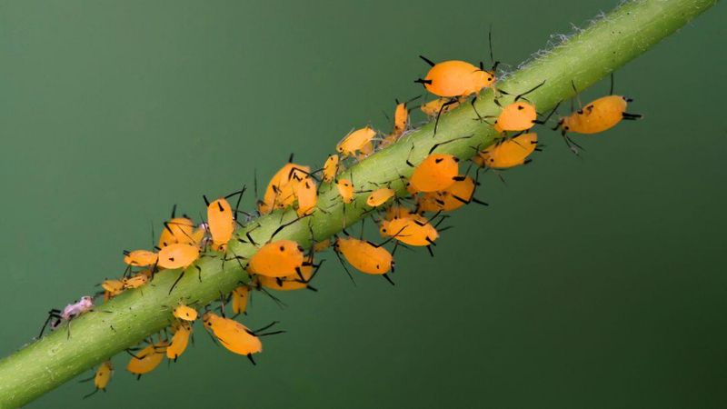 Evaluate aphids separately from anole habitat Evaluate aphids separately from anole habitat