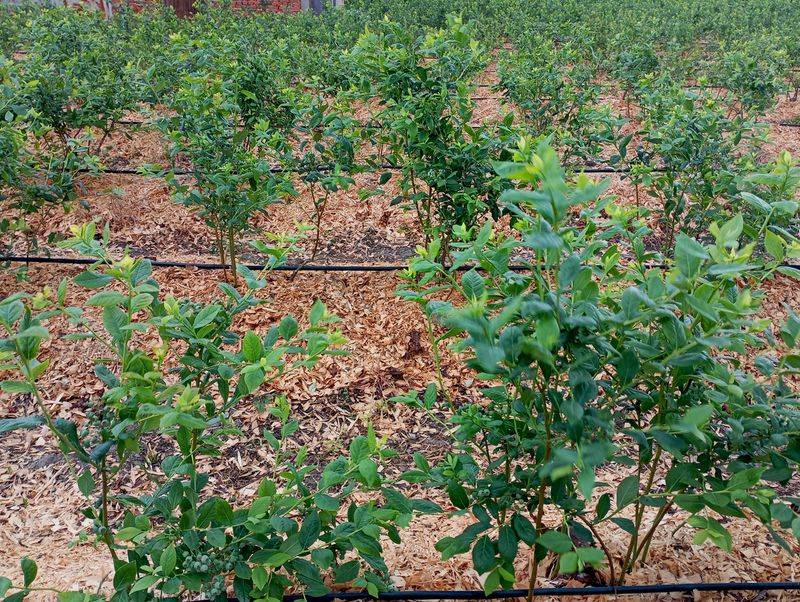 Even irrigation and renewed mulch stabilize the root zone Even irrigation and renewed mulch stabilize the root zone