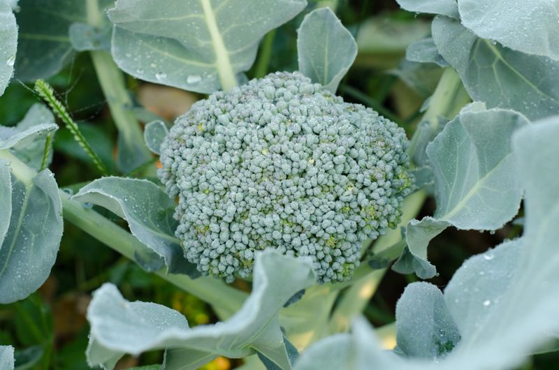 Even moisture keeps heads developing evenly
