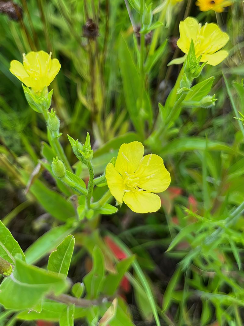 Evening Primrose Evening Primrose