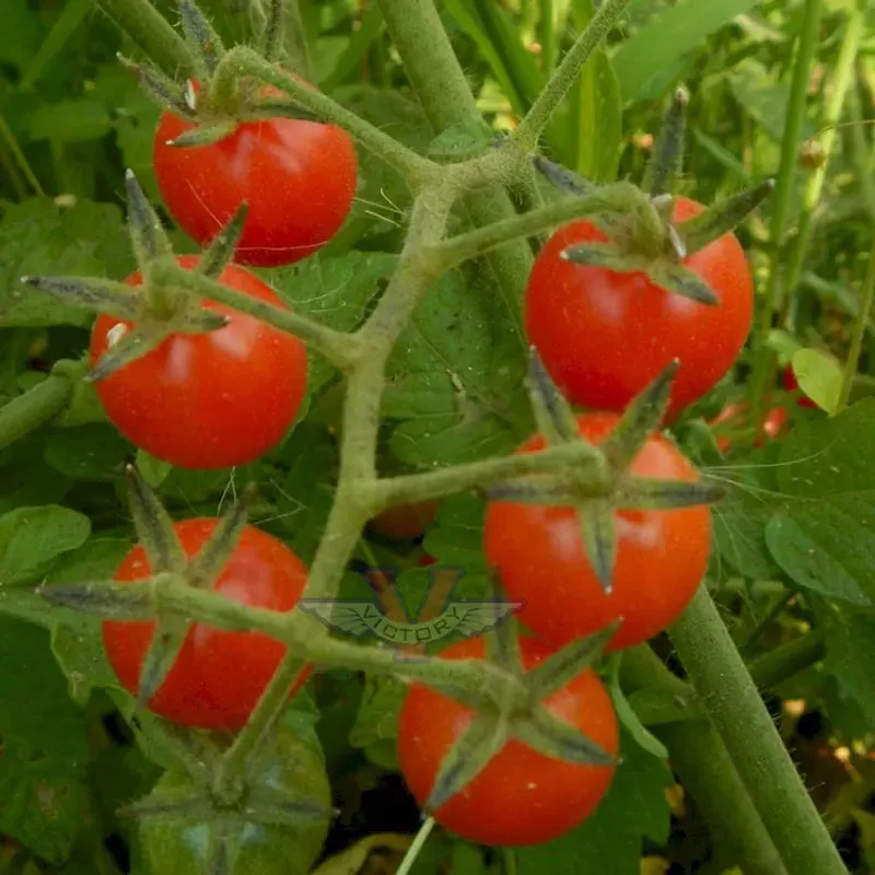 Everglades Tomato Everglades Tomato