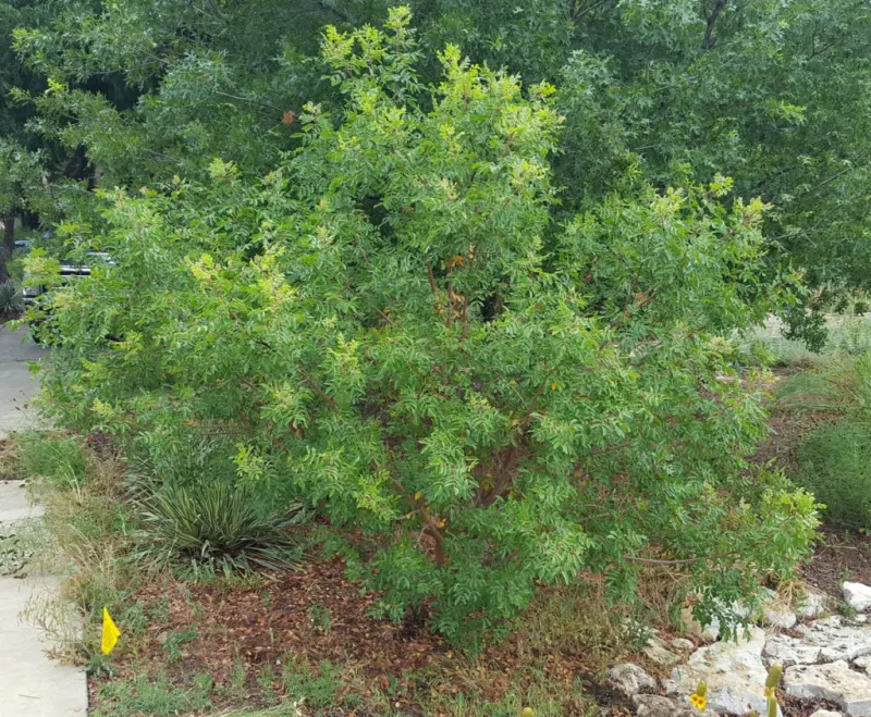 Evergreen sumac can fit the right Texas fence line