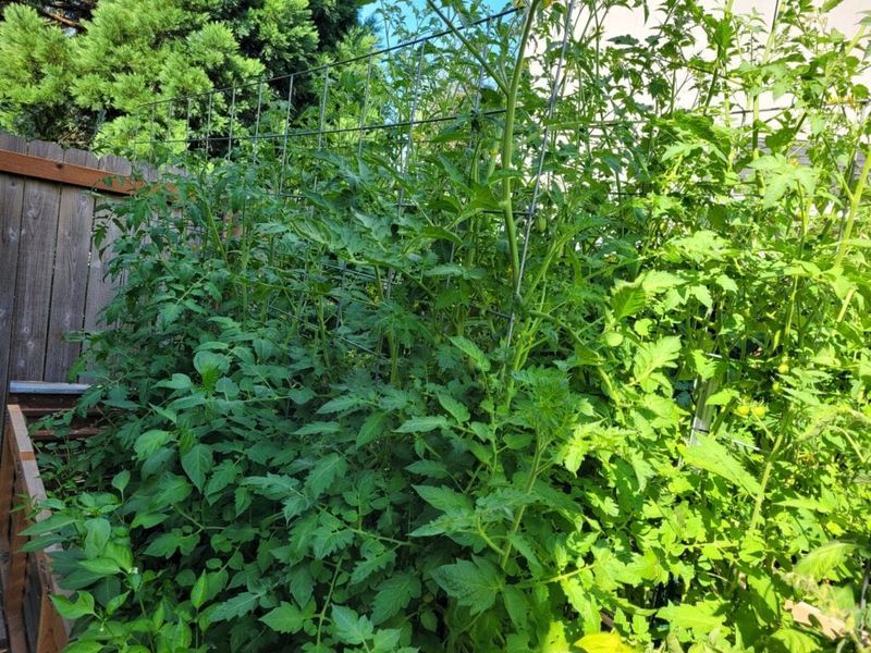 Excess nitrogen can produce vines instead of tomatoes Excess nitrogen can produce vines instead of tomatoes