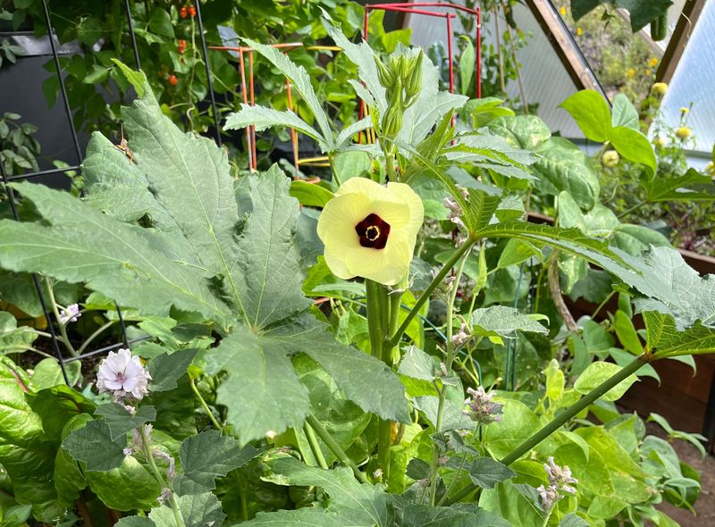 Excess nitrogen is one possible reason leafy okra delays pods