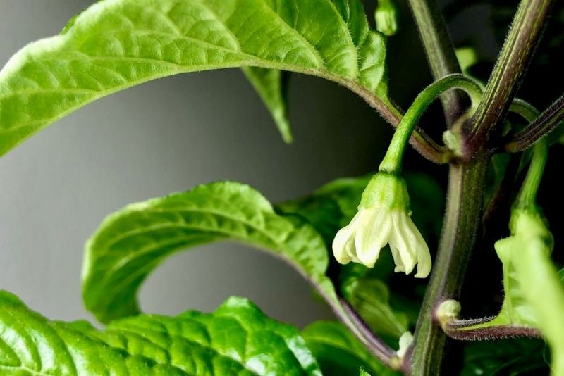 Expect New Flowers Before You Expect Ripe Peppers Expect New Flowers Before You Expect Ripe Peppers