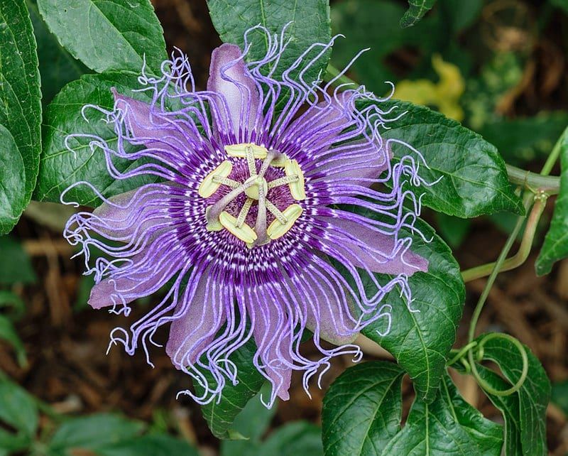 Expect Recurring Flowers, Not Literal Nonstop Bloom