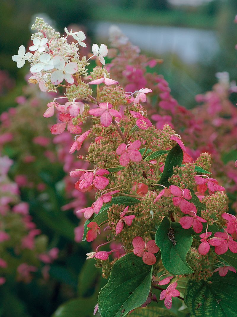 Expect a Gradual Late-Summer Color Progression