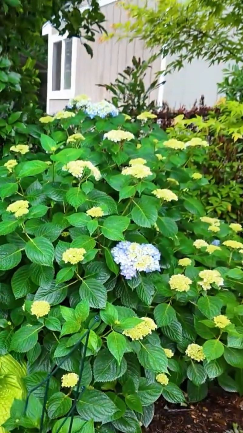 Expect a possible second flush, not nonstop flowers