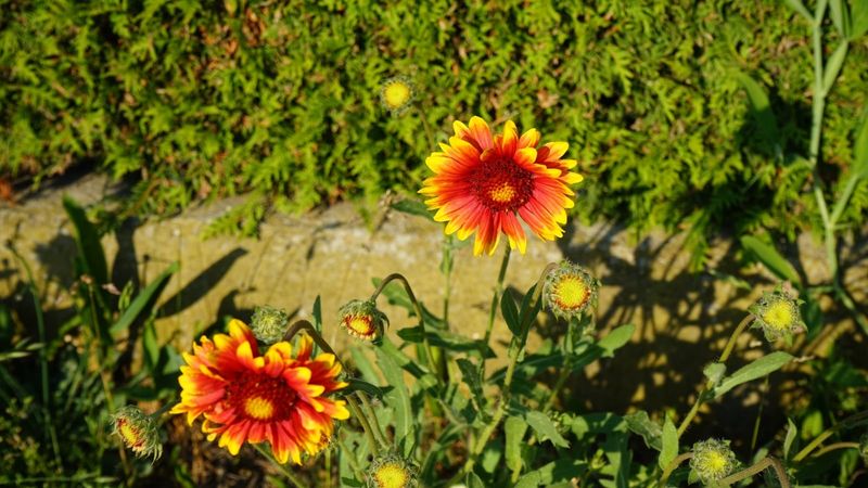 Expect an annual display that may renew from seed Expect an annual display that may renew from seed
