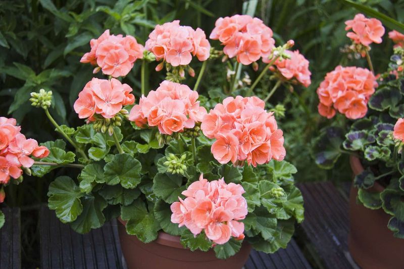 Expect cultivar and regional differences in late-summer color