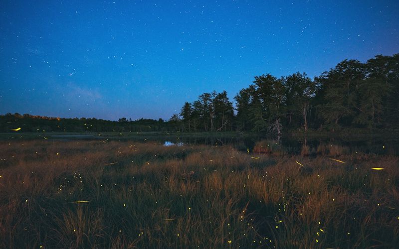 Expect habitat improvement, not a guaranteed summer display