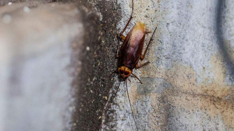 Expect limited outdoor predation, not indoor cockroach control Expect limited outdoor predation, not indoor cockroach control