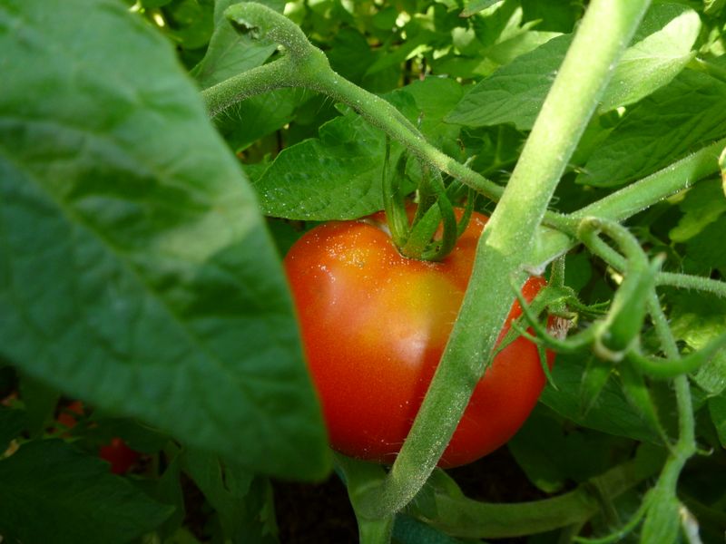 Expect new fruit after conditions improve