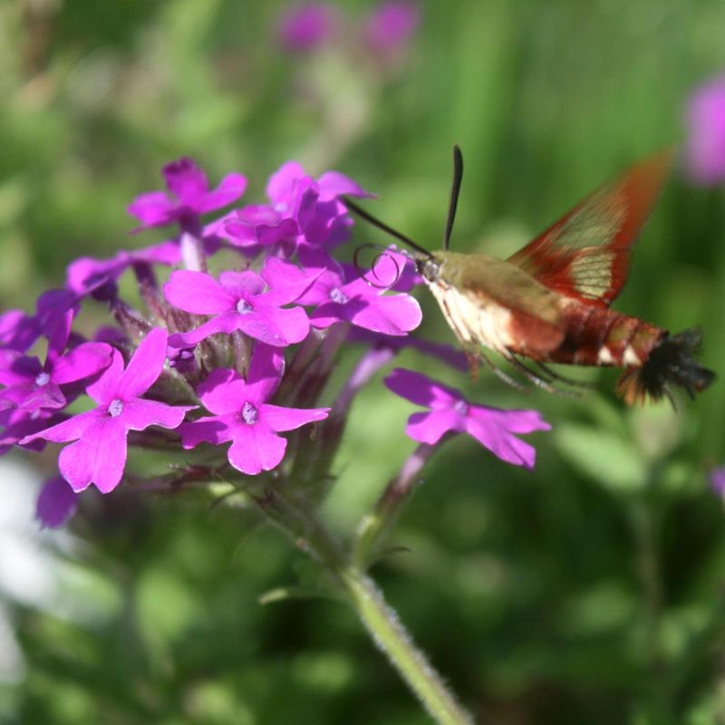 Expect pollinator value and variable longevity