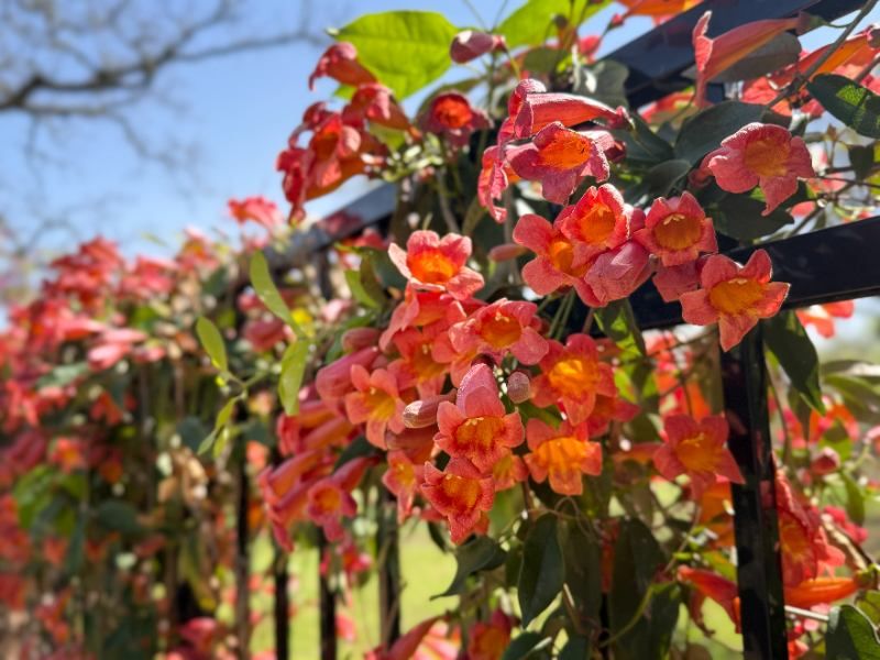Expect seasonal debris even when foliage lasts longer Expect seasonal debris even when foliage lasts longer