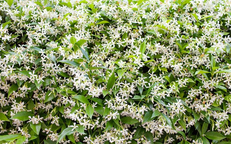 Expect the main fragrance in late spring, not all summer