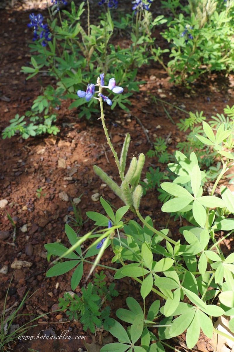 Expect uneven germination in the first seasons