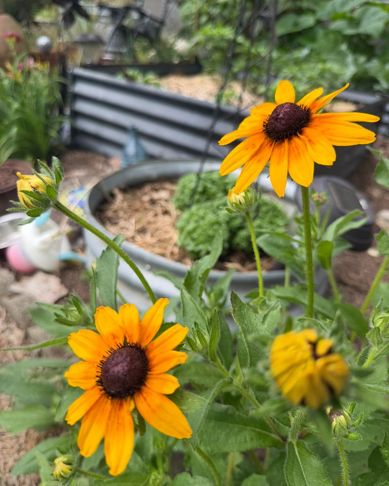 Expect variable seedlings and uncertain returns Expect variable seedlings and uncertain returns