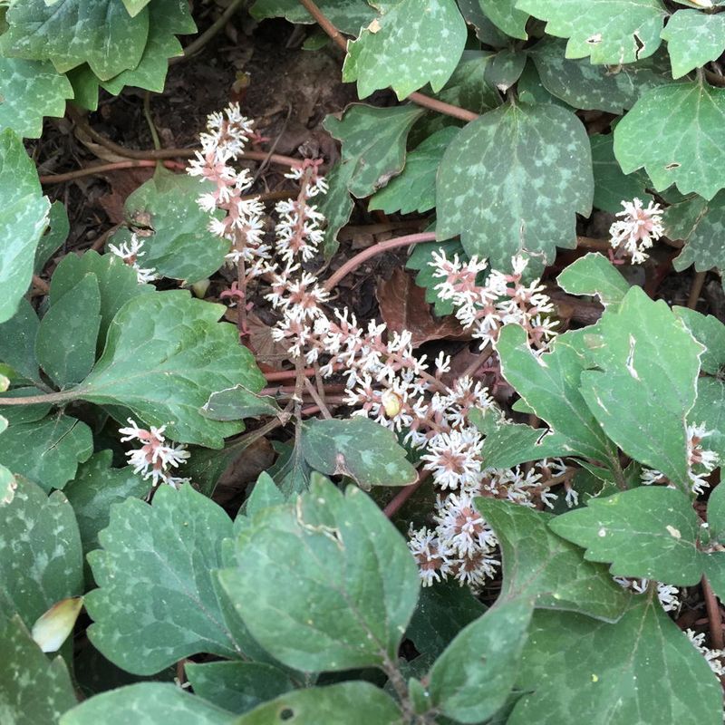 Expect winter color to vary by site and weather