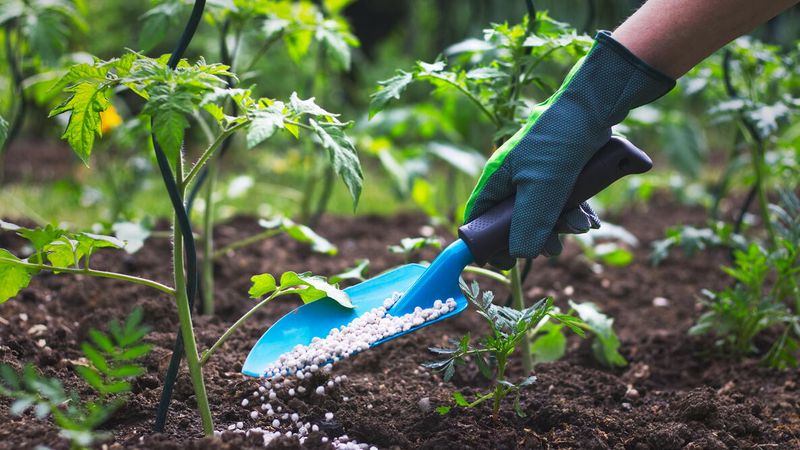 Extra fertilizer can make the imbalance worse Extra fertilizer can make the imbalance worse