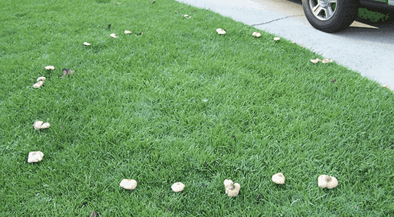 Fairy-ring patterns can signal a turf problem