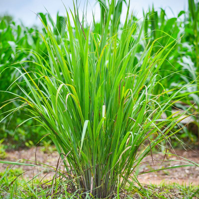 Fakahatchee Grass