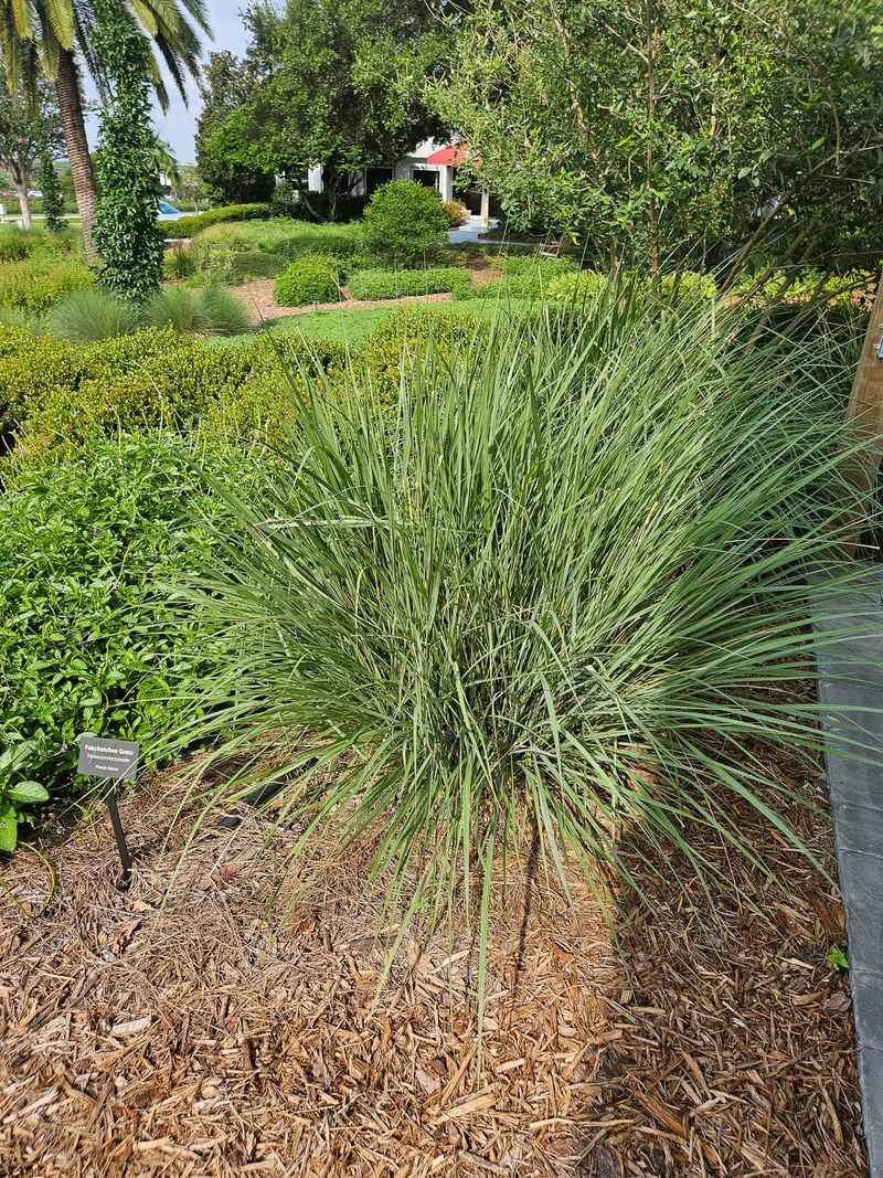 Fakahatchee Grass