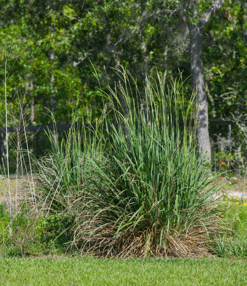 Fakahatchee Grass Fakahatchee Grass