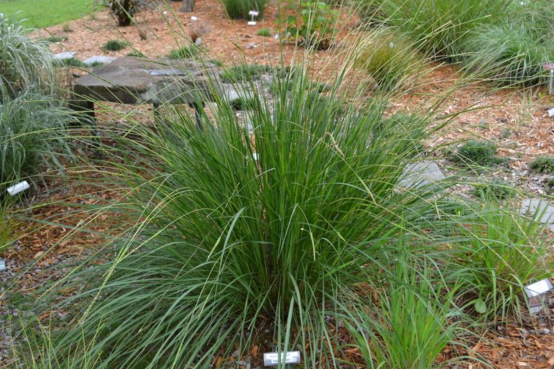 Fakahatchee Grass