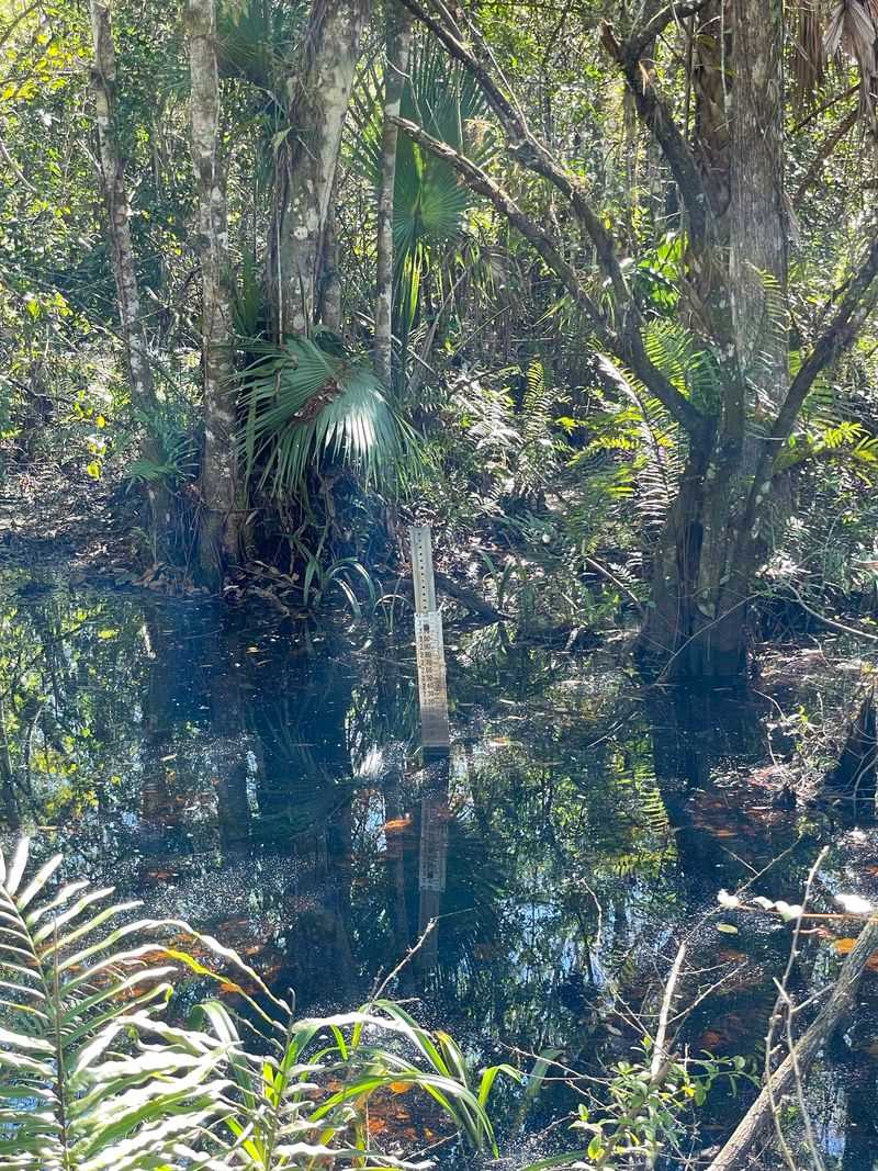 Fakahatchee Grass