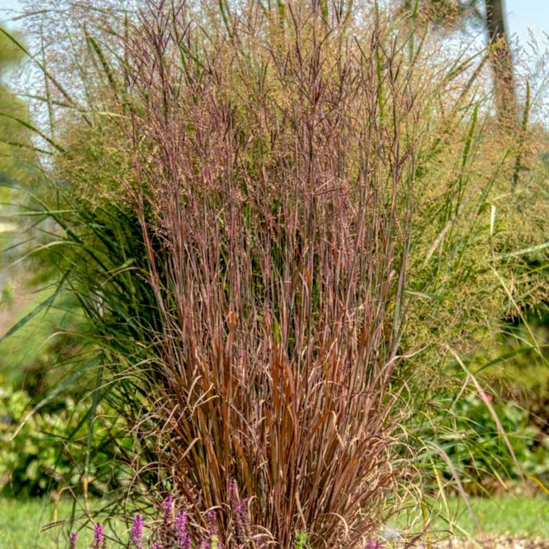 Fakahatchee Grass
