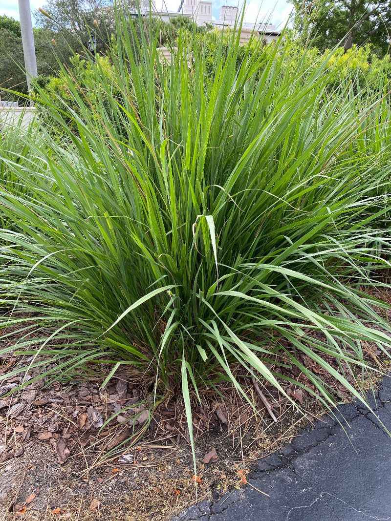 Fakahatchee Grass